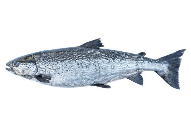 Salmon Fish (1.097 kg)